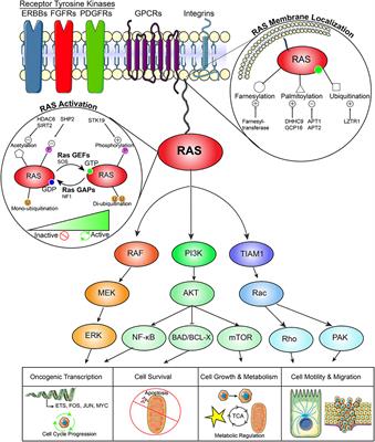 Frontiers | RAS: Striking At The Core Of The Oncogenic Circuitry